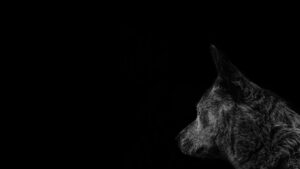 Dire Wolf 勒索軟體